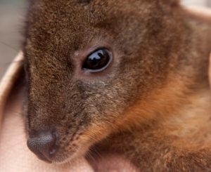 Image of a wallaby